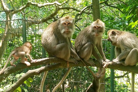 Full-Day Ubud Private Tour With Pickup