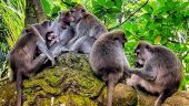 Highlights of Ubud