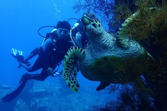 USS Liberty Shipwreck Scuba Diving at Tulamben Bali