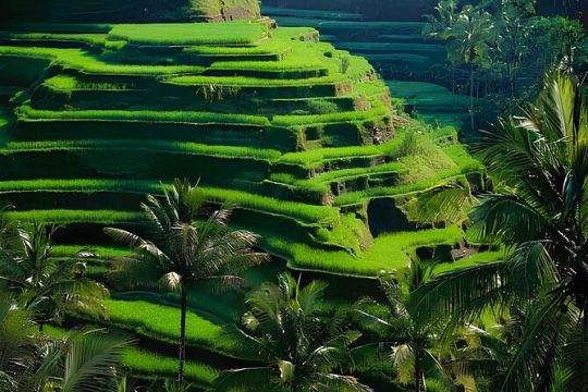 Best Of Ubud with Monkey Forest, Rice Terrace, Temple, Waterfall