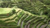 Ubud experience.