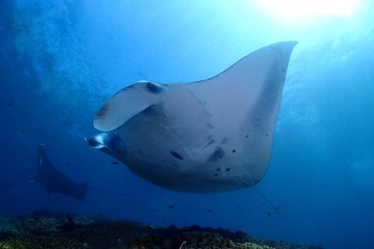 Try Diving in Manta Point - Nusa Penida