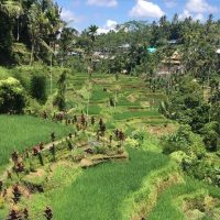 Plantation Tours