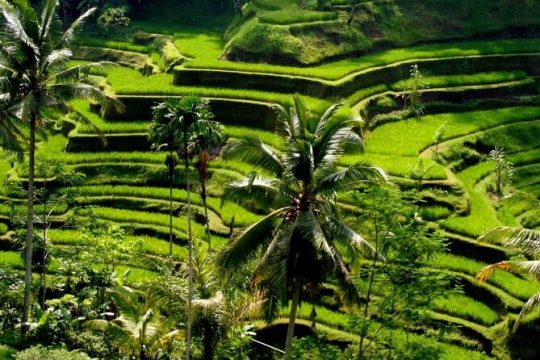 Bali Full-Day Traditional Village Sightseeing Trip All Inclusive