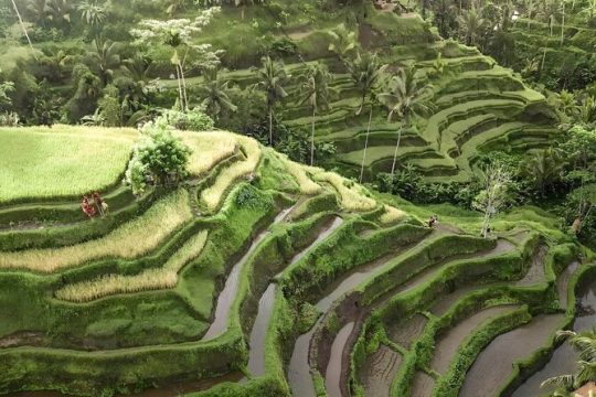 Bali Tour : Best Attractions in Ubud with Rice Terrace